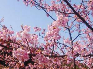 伊豆半島の河津桜　2月24日の写真