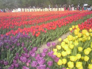 こちらは春らしく、昨年訪れた富山県・砺波チューリップ公園のチューリップです