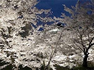千本桜まつりのライトアップは7日から