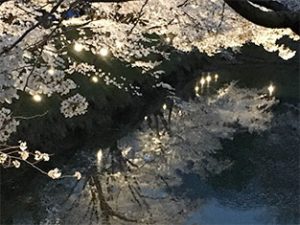 お堀の水面に映る桜並木